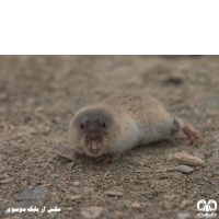 گونه ول حفار افغانی  Southern Mole-Vole